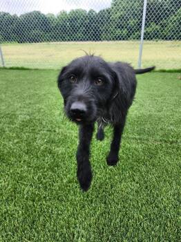 Terrier and Mixed Breed Dogs Available for Adoption in Jackson, Tennessee - Moose | PetCurious