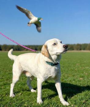 Labrador Retriever Dogs Available for Adoption in Wheelersburg, Ohio - Vinny | PetCurious