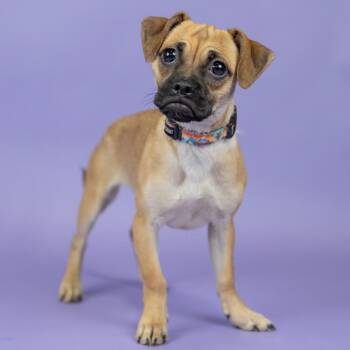 Foxtrot -  Pug and Chihuahua Dog for Adoption in Portland, Oregon - Foxtrot | PetCurious