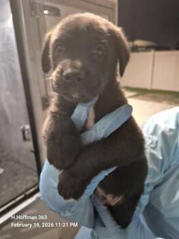 Doberman Pinscher Dogs Available for Adoption - OLLIE | PetCurious