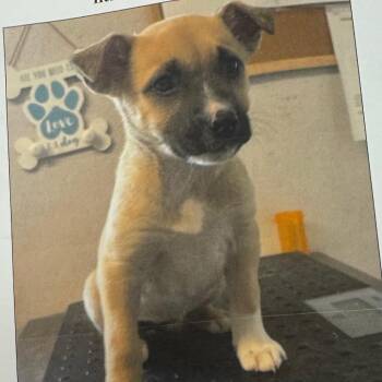 Vivian -  Mixed Breed Dog for Adoption in Springboro, Ohio - Vivian | PetCurious