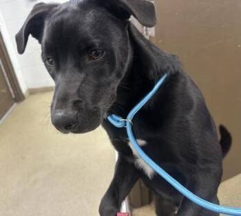 Thunder -  Labrador Retriever and Mixed Breed Dog for Adoption in Palm Coast, Florida - Thunder | PetCurious
