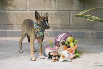Koda -  German Shepherd Dog and Collie Dog for Adoption in Calgary, Alberta - Koda | PetCurious
