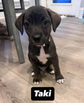Labrador Retriever Dogs Available for Adoption in Walker, Louisiana - Taki | PetCurious