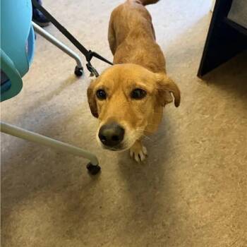 Honey -  Beagle Dog for Adoption in Brentwood, Missouri - Honey | PetCurious