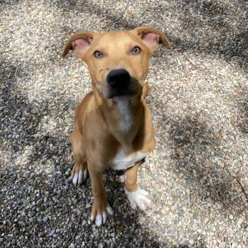 Mixed Breed Dogs Available for Adoption in West Olive, Michigan - Swiss | PetCurious