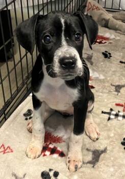 Molly -  Mixed Breed Dog for Adoption - Molly | PetCurious