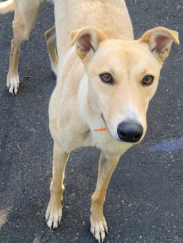 Greyhound Dogs Available for Adoption in Allentown, Pennsylvania - Here For You | PetCurious