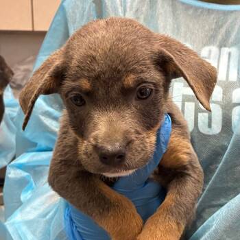 Rescue Shepherd Dogs for Adoption in San Antonio, Texas - Mitch | PetCurious