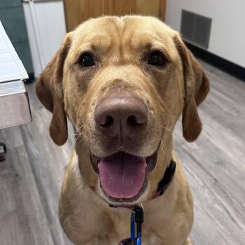 Rollie (Courtesy Post) -  Labrador Retriever and Rottweiler Dog for Adoption in Oswego, New York - Rollie (Courtesy Post) | PetCurious