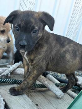 P.J. -  Mixed Breed Dog for Adoption in Penryn, California - P.J. | PetCurious