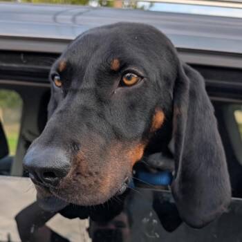 Rescue Black And Tan Coonhound Dogs for Adoption in Stokesdale, North Carolina - June | PetCurious