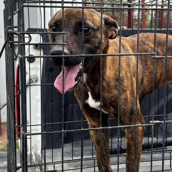 Rescue Terrier Dogs for Adoption in Paramus, New Jersey - Pumpkin (URGENT) | PetCurious