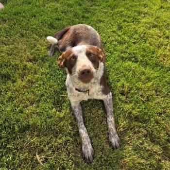 Susie -  Cattle Dog Dog for Adoption in Midland, Texas - Susie | PetCurious
