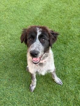 Shiloh -  Great Pyrenees and Border Collie Dog for Adoption in Bountiful, Utah - Shiloh | PetCurious