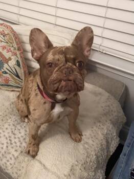 Phoebe -  French Bulldog Dog for Adoption in Nashville, Tennessee - Phoebe | PetCurious