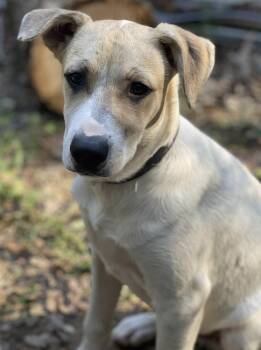 Rescue Labrador Retriever Dogs for Adoption in Calera, Alabama - Merl | PetCurious