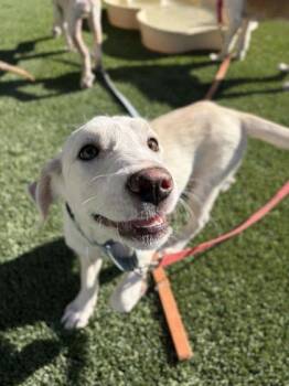 Pup 2 -  Great Pyrenees and Labrador Retriever Dog for Adoption in Atascadero, California - Pup 2 | PetCurious