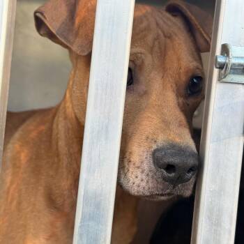 Ollie -  Terrier Dog for Adoption in Greensboro, North Carolina - Ollie | PetCurious