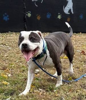 Rescue Pit Bull Terrier Dogs for Adoption in Kingston, New York - Tank | PetCurious