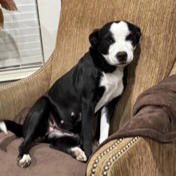 Boston Terrier Dogs Available for Adoption - Glory (Smiley) | PetCurious