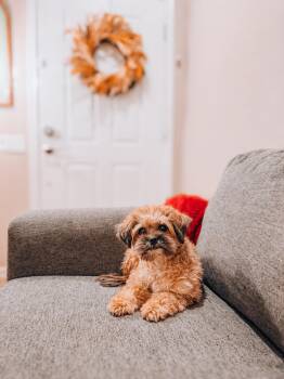 Maisie -  Yorkshire Terrier Dog for Adoption in Goodyear, Arizona - Maisie | PetCurious