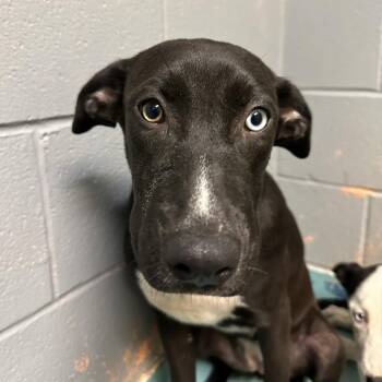 Laneige -  Labrador Retriever Dog for Adoption in Austin, Texas - Laneige | PetCurious