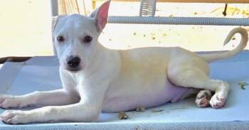 Rescue Mixed Breed and Shepherd Dogs for Adoption in Edgecliff Village, Texas - COOPER | PetCurious