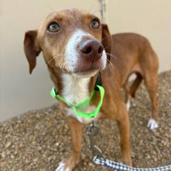 Boston -  Mixed Breed Dog for Adoption in Bentonville, Arkansas - Boston | PetCurious