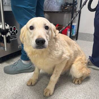 Hitch -  Golden Retriever Dog for Adoption in Englewood, Florida - Hitch | PetCurious
