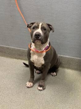 Rescue Pit Bull Terrier Dogs for Adoption in Las Vegas, Nevada - TONI | PetCurious
