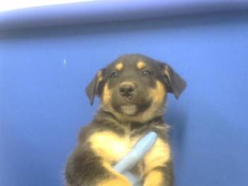 German Shepherd Dog and Mixed Breed Dogs Available for Adoption in Albuquerque, New Mexico - MARIE CURIE | PetCurious
