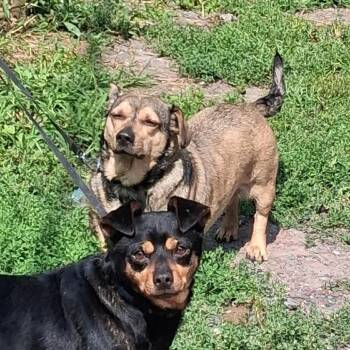 Milo -  Dachshund and Chihuahua Dog for Adoption in Saratoga Springs, New York - Milo | PetCurious