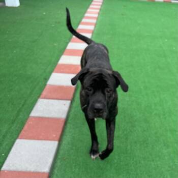 Georgia Mae -  Cane Corso Dog for Adoption in Roanoke, Virginia - Georgia Mae | PetCurious