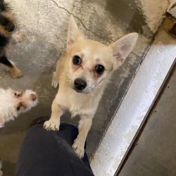 Pelusa -  Chihuahua Dog for Adoption in Grand Junction, Colorado - Pelusa | PetCurious