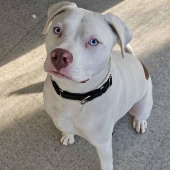 Pit Bull Terrier Dogs Available for Adoption in Homewood, Illinois - Glacier | PetCurious