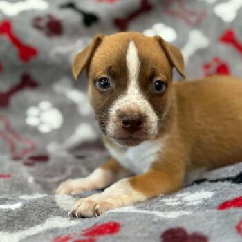 Boy 2 -  Cattle Dog and Mixed Breed Dog for Adoption in Fairfax Station, Virginia - Boy 2 | PetCurious