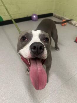 Pit Bull Terrier Dogs Available for Adoption in Indianapolis, Indiana - SKEETER | PetCurious