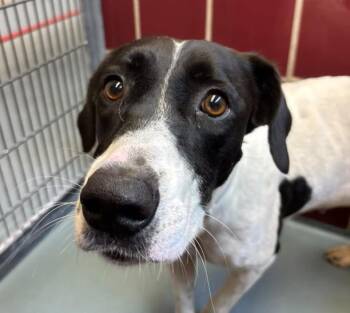 MERCY -  Pointer and Mixed Breed Dog for Adoption in Houston, Texas - MERCY | PetCurious