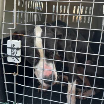 BRAZ-Stray-138713 -  Mixed Breed Dog for Adoption in Lake Jackson, Texas - BRAZ-Stray-138713 | PetCurious