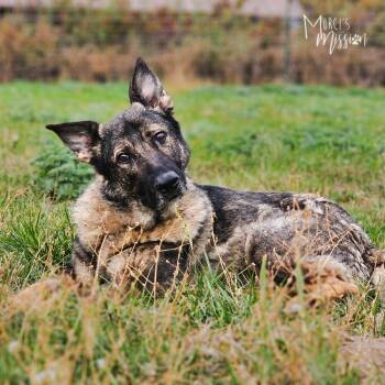 Dara -  German Shepherd Dog Dog for Adoption in Spokane, Washington - Dara | PetCurious