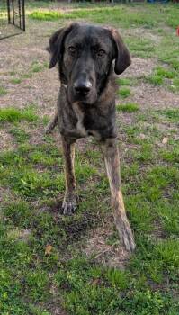 Great Pyrenees and Mixed Breed Dogs Available for Adoption - Simba | PetCurious