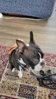 Boston Terrier Dogs Available for Adoption - TETLEY | PetCurious