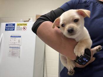 CASHEW -  Chihuahua Dog for Adoption in Auburn, California - CASHEW | PetCurious