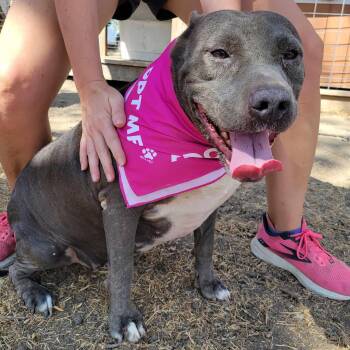 Rescue Pit Bull Terrier and Terrier Dogs for Adoption in Seguin, Texas - Chloe | PetCurious