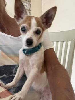 Chikki -  Chihuahua Dog for Adoption in Huntington, New York - Chikki | PetCurious