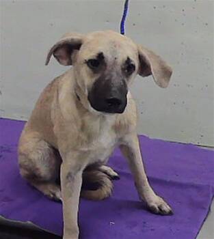 STACEY -  German Shepherd Dog and Mixed Breed Dog for Adoption in Houston, Texas - STACEY | PetCurious