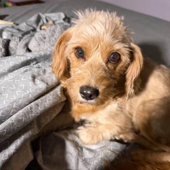 Chelsea -  Cavapoo Dog for Adoption in Union Grove, Wisconsin - Chelsea | PetCurious