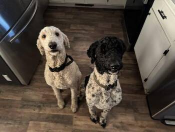 Rescue Goldendoodle Dogs for Adoption in Matthews, North Carolina - Jax And Charlie | PetCurious