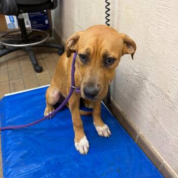 Shredder -  Pit Bull Terrier Dog for Adoption in Birmingham, Alabama - Shredder | PetCurious